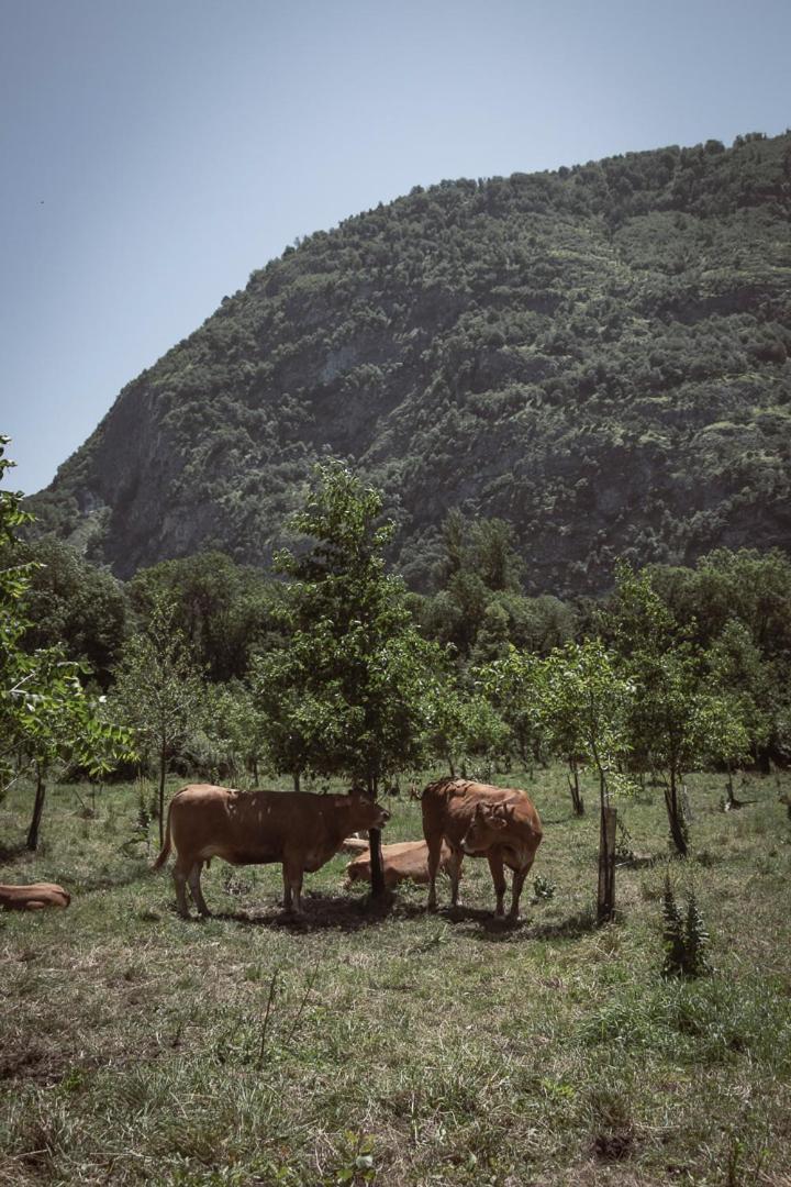 Pyrenees - Grand De Caractere Ferienhaus *