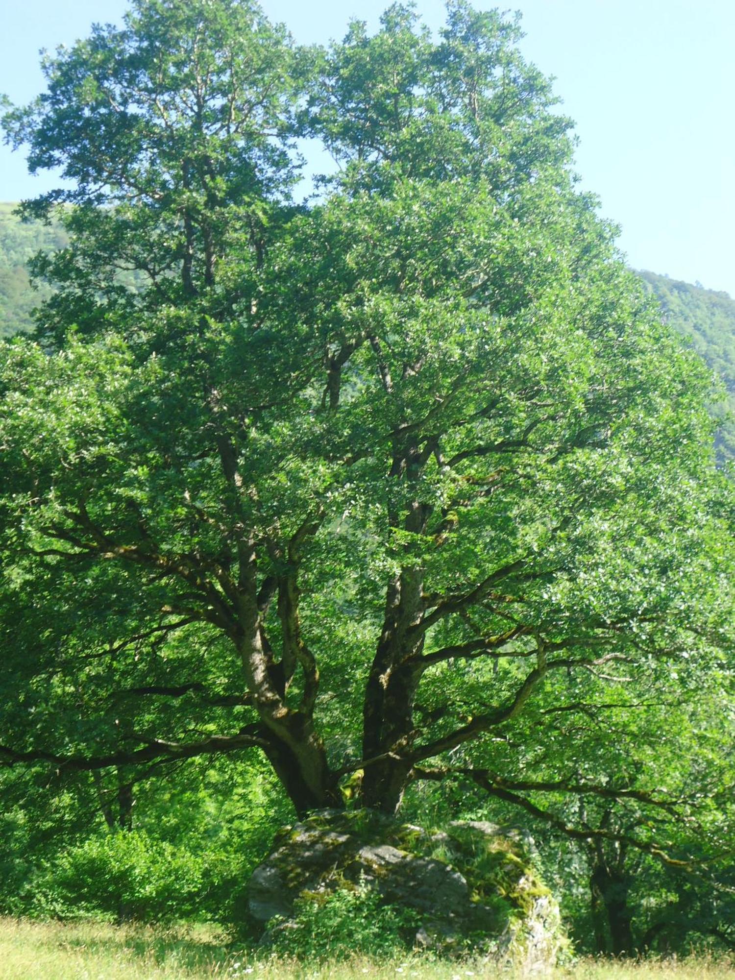 Pyrenees - Grand De Caractere *
