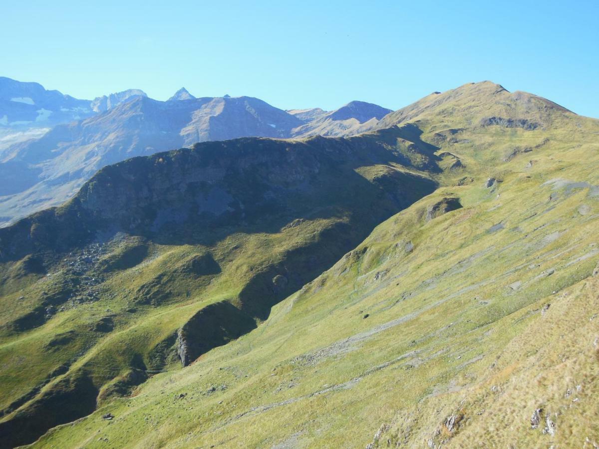 Pyrenees - Grand De Caractere *