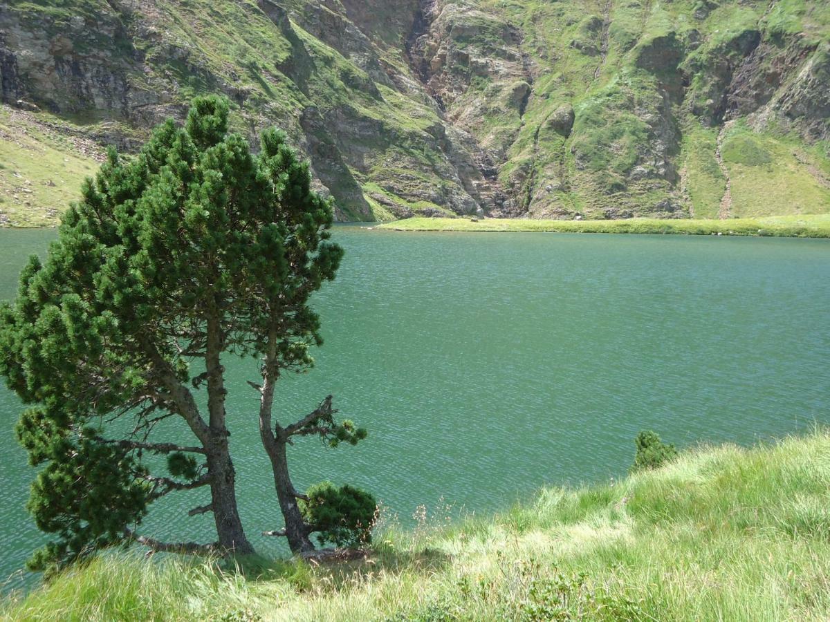 Pyrenees - Grand De Caractere